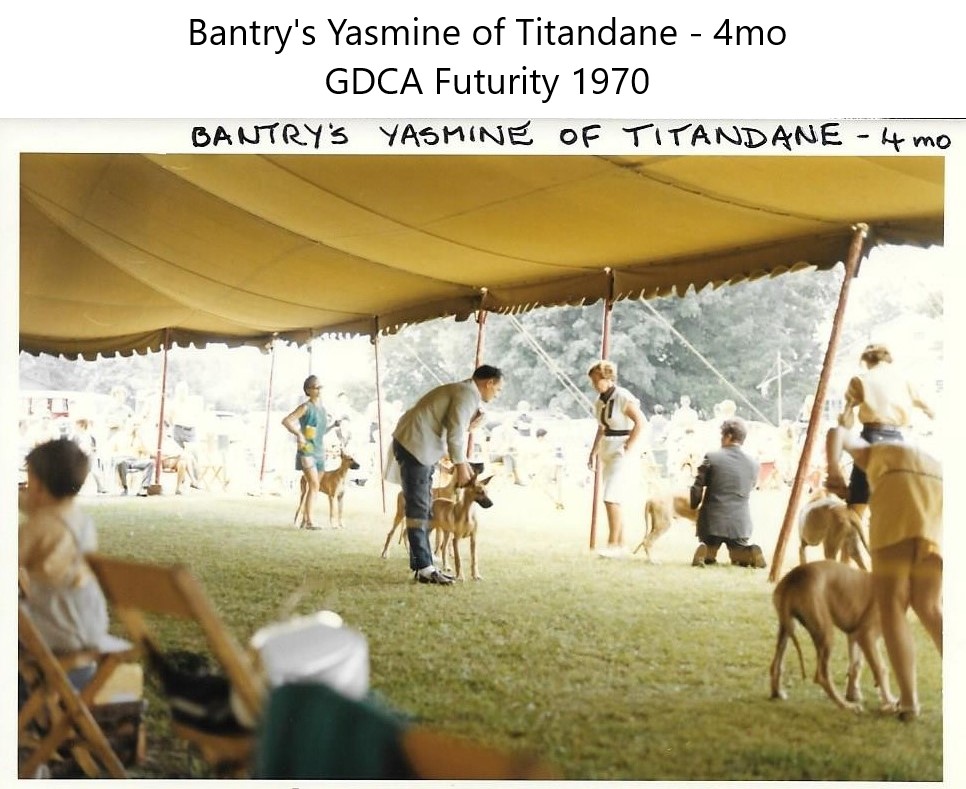 Bantrys Yasmine of Titandane